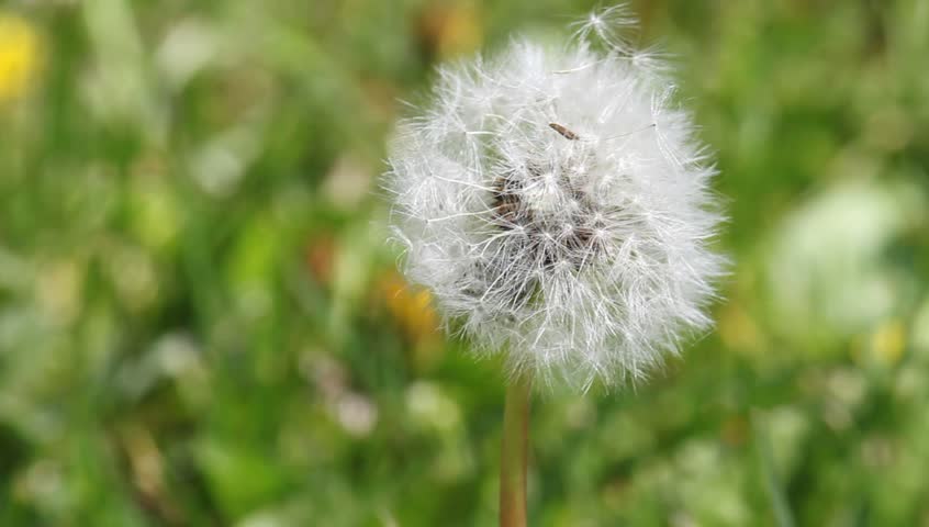 Wind Blowing On Dandelion Flower Seeds