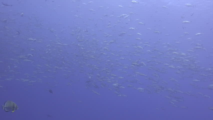 Large shoal/School of Bohar snapper. A seasonal gathering of snapper which come together in large numbers to mate. Red Sea Egypt