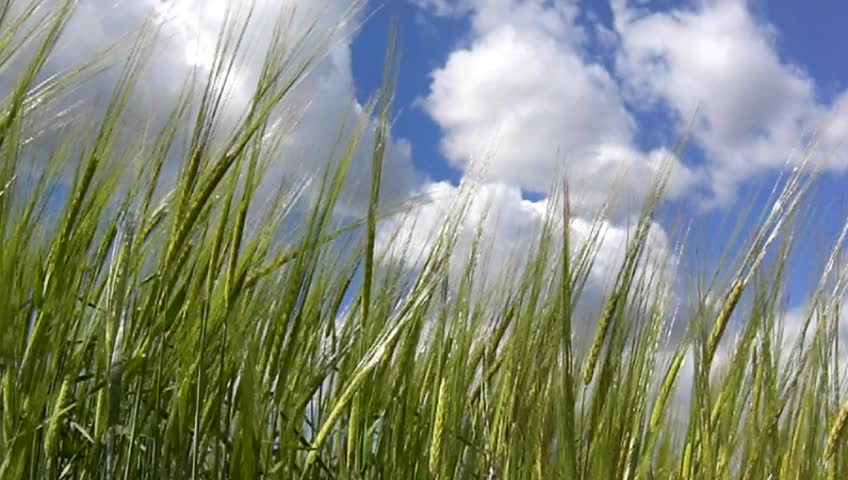 Green barley with blue sky