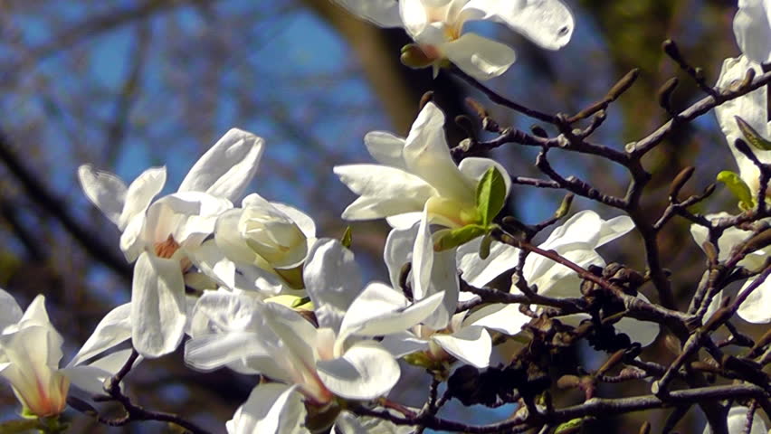 Blossoming branch of magnolia