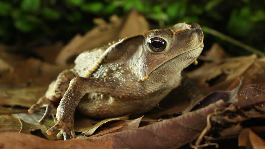 Crested Forest Toad (Rhinella dapsilis). In Yasuni National Park, Ecuador