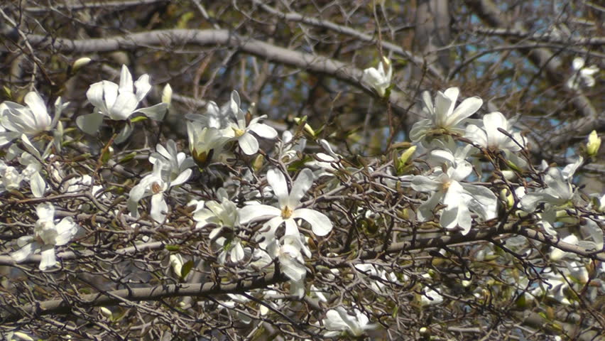 Blossoming magnolia tree