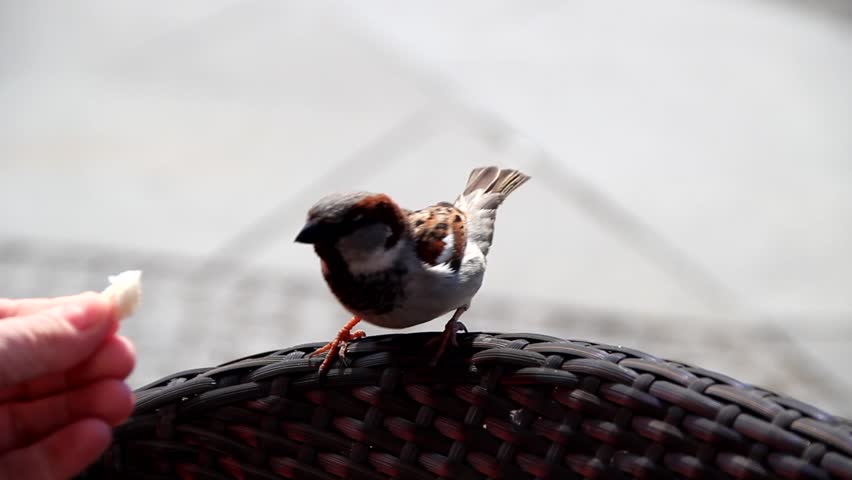 a curious sparrow comes to a person and takes bread from a hand