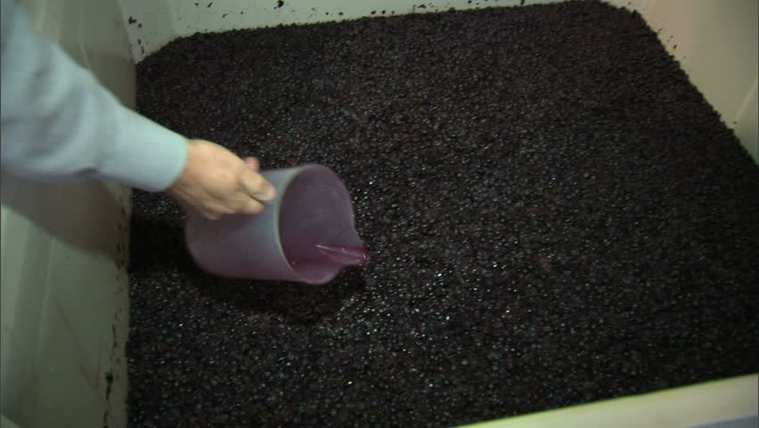 dipping into fermenting grapes, Napa Valley, California port wine bin with pitcher and hand