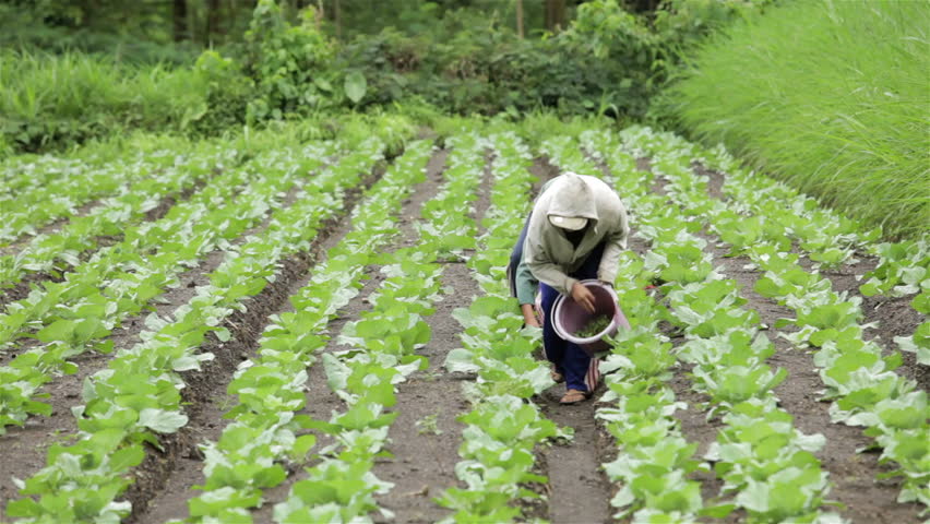 LAKE BATUR, BALI - JANUARY 21. Women fertilizing lettuce field on Lake Batur on January 21, 2012 in Bali, Indonesia. Land around the lake is very fertile from the volcanic rock and minerals.