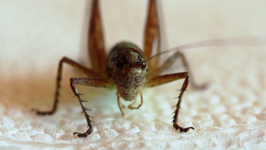 Extreme close up of grasshopper