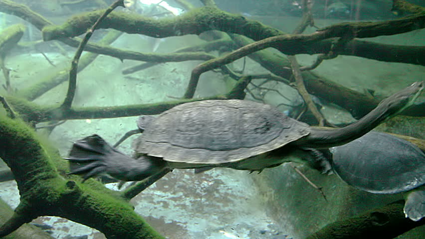 Snake-necked turtle swimming underwater
