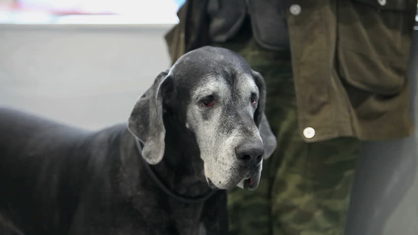 Huge black Great Dane looking at camera, close-up