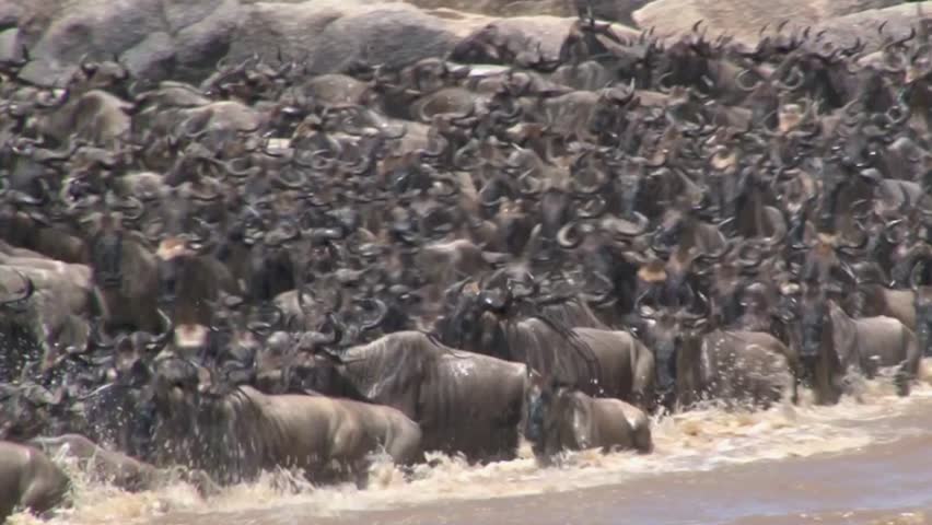 Wildebeests Migration across the Mara River. 