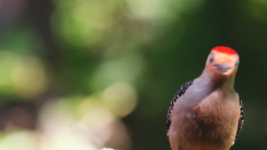 Red-bellied Woodpecker (Melanerpes carolinus) male vocalizes. Slow-motion, 1/2 natural speed.