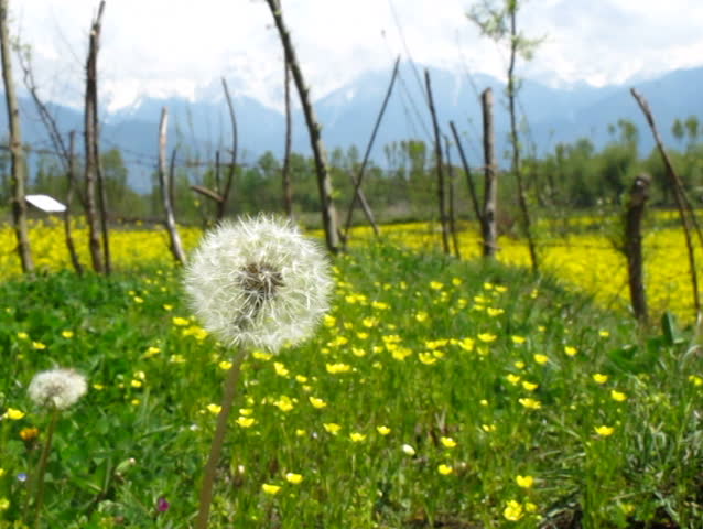 Flying seed of Dandilion