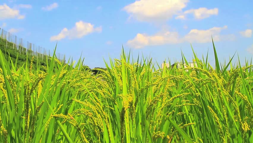 Environmental Field