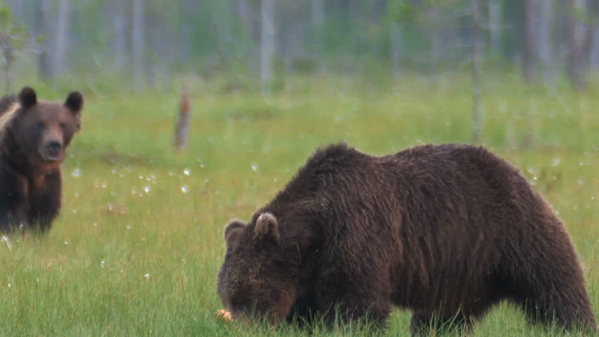 Brown Bear in forest