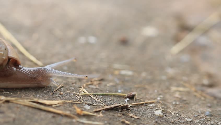 Winding snail