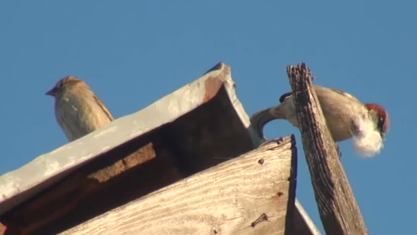 Two House Sparrow fear for their nest