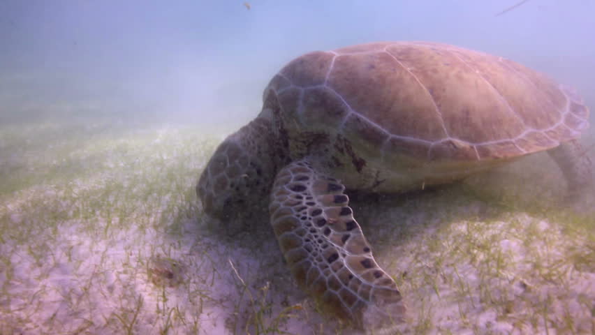 the loggerhead turtle filmed underwater in mexico