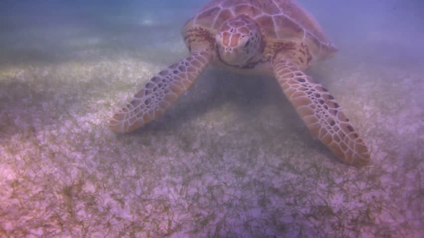 the loggerhead turtle filmed underwater in mexico