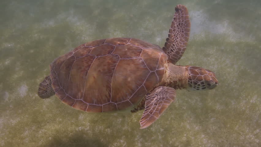 the loggerhead turtle filmed underwater in mexico