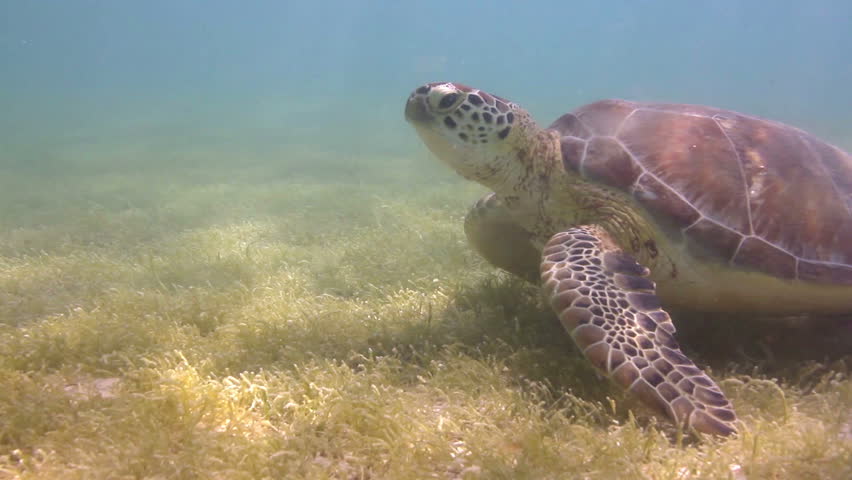the loggerhead turtle filmed underwater in mexico