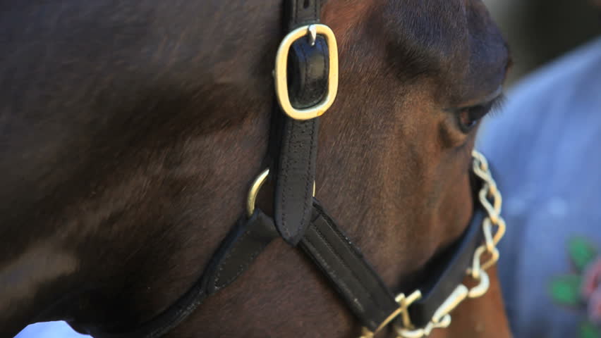 tight shot of a bridled horse