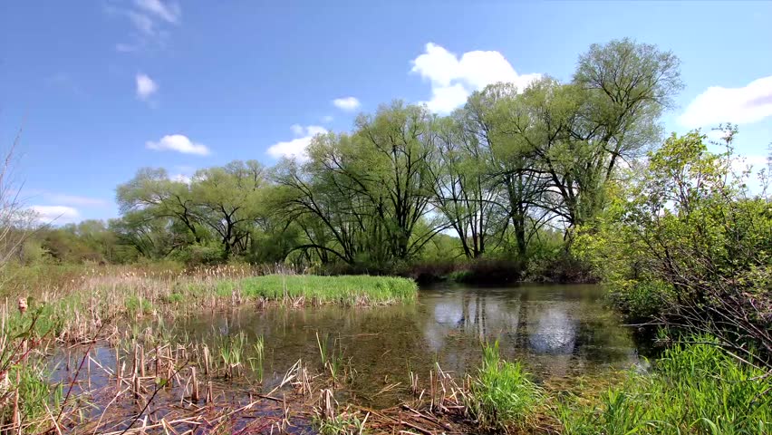 Vivid Time Lapse of a Tranquil Pond and Willow Trees with Clouds Rushing Past