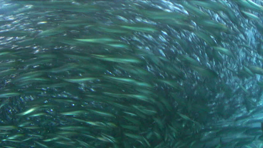 Underwater aquarium. 
