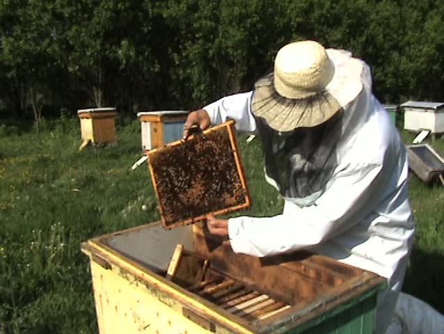 beekeeper working in his apiary