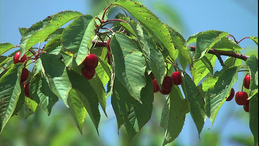 Pan branch of ripe cherries in bright sunlight branch is parallel to ground, Traverse City, Michigan