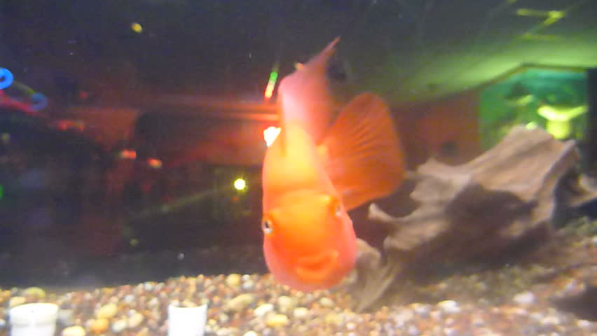 A group of various gold fish at pet store swimming and interested in camera underwater.