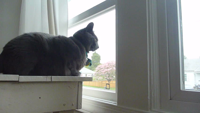 Curious house cat looking outside through window.