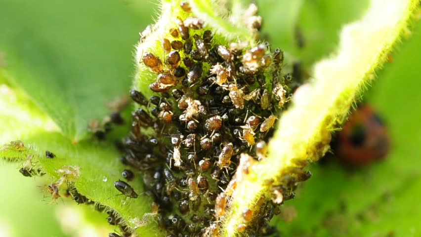 louse with a lady beetle in the background