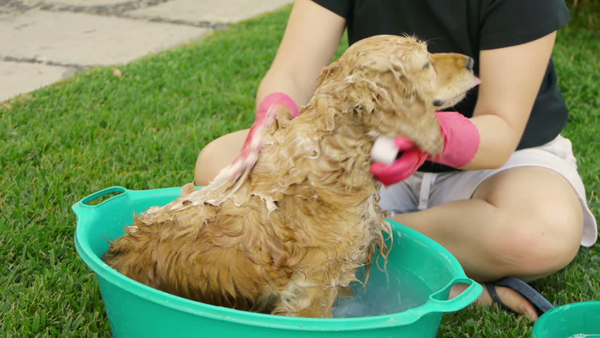 Bathing Cocker Dog (HD). English cocker female dog having a shampoo bath with sponge. 