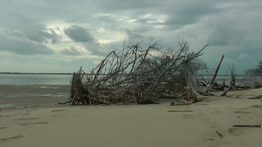 deserted carolina barrier island beach with driftwood at low tide