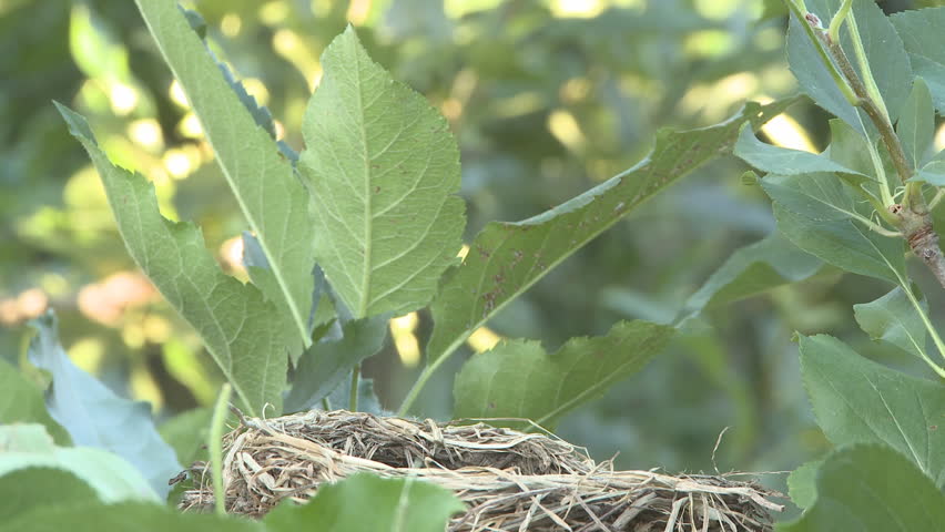 A bird feeding its nest of young chicks