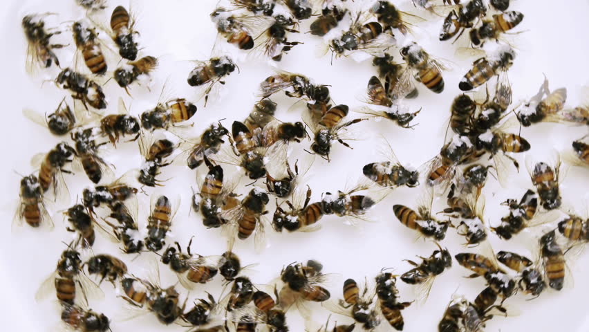 Dead Bees Colony Collapse Disorder. Honey bees victim of colony collapse disorder in a formaldehyde sample preservation liquid shot from above.