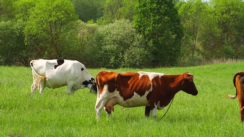 Cows eat grass