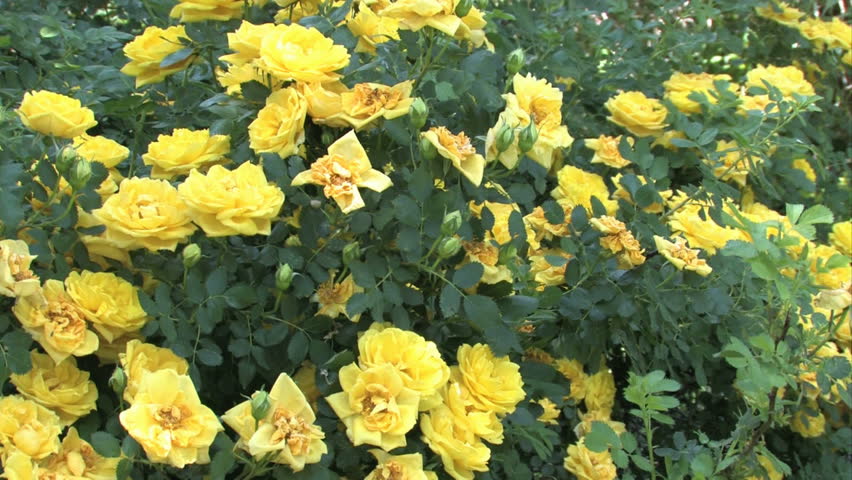 Wild yellow roses planted by pioneer farmers in the late 1800??s. Central Utah communities. Grows along fences and old cabins. Bright yellow flowers and buds ready to open.