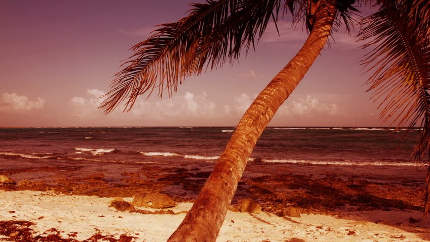 motion timelapse of a perfect paradise beach with a lone palm tree, mexican caribbean coast (using dynamic perception motion dolly)