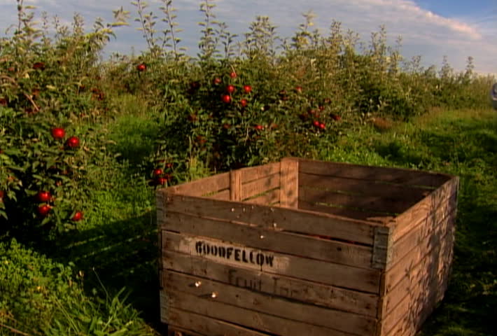 Farm laborer picks apples