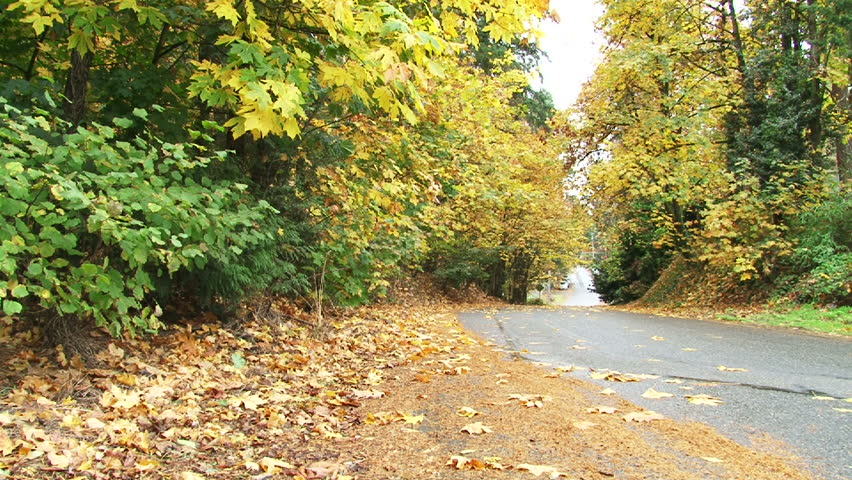Car drives down forest filled with fall leaves in Oregon.