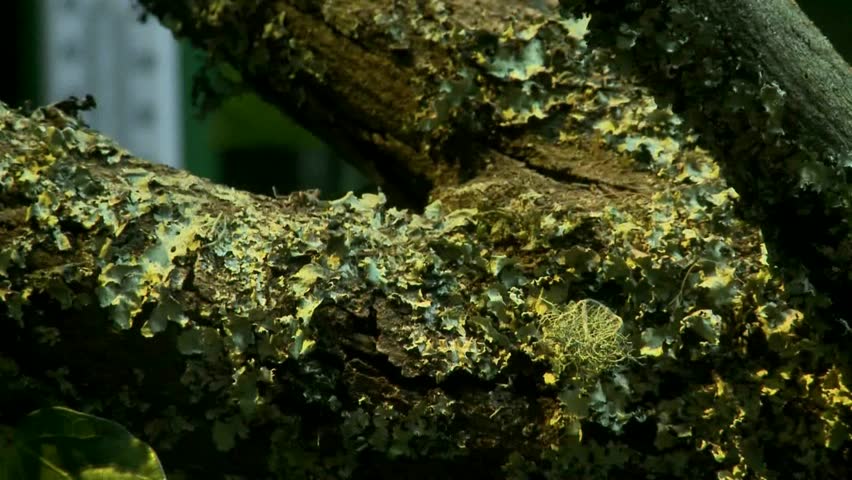 Pan right to a Tuatara on a tree branch Rotorua, Tuataraâs are an endangered species of lizard living in New Zealand