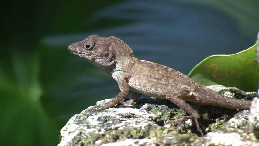 A small lizard is resting in the sunlight, when suddenly it gets spooked and jumps away. (High Definition)