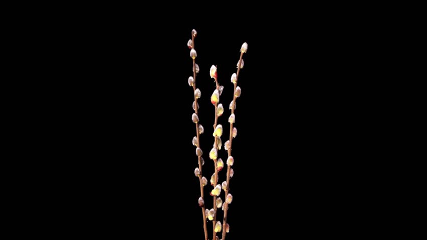 Time-lapse Of Growing Willow Catkins Isolated On Black (Salix L.) 
