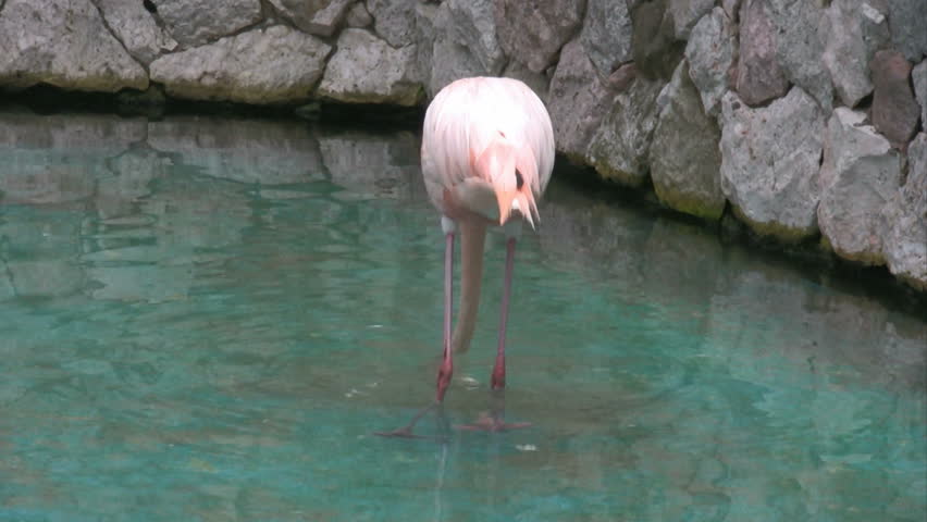 Flamingo sharpening his beak