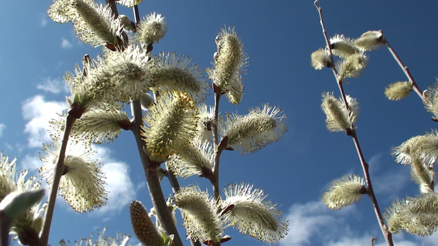 Fresh young catkins willow in spring