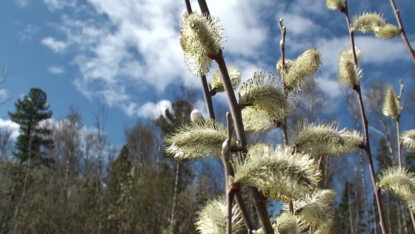 Fresh young catkins willow in spring