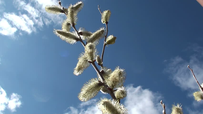 Fresh young catkins willow in spring