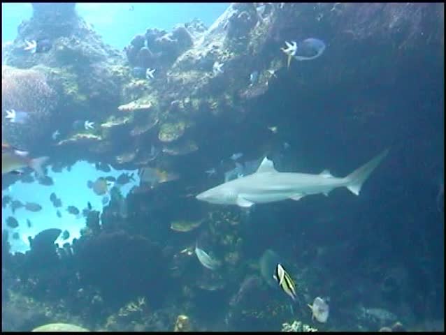 Blacktip Reef Shark swims through tropical fish, including Moorish Idol.