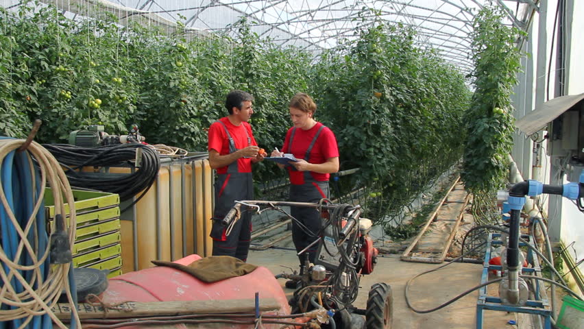 Farmers control the quality of tomatoes in a greenhouse