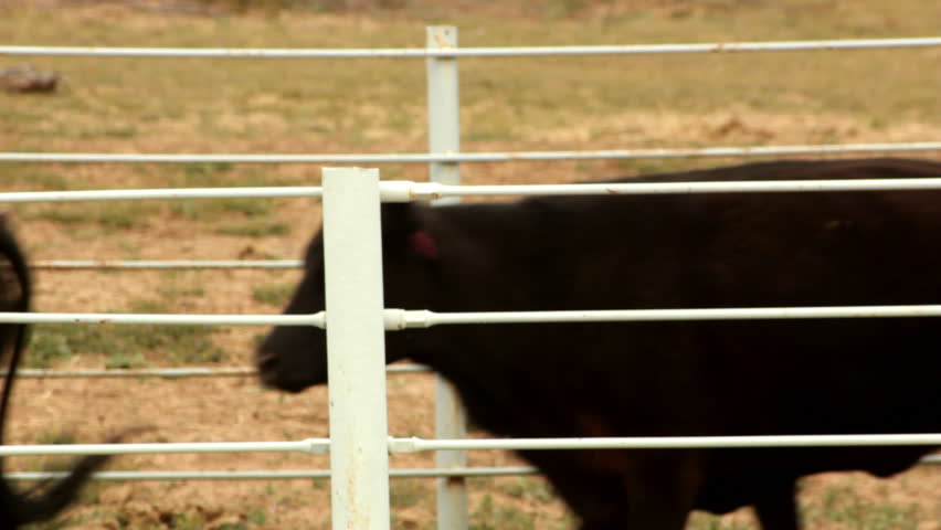 Moving Cattle into Pen: Cattle moving through corral / pen to processing area. Audio is whistling cowboys and cattle calls.
